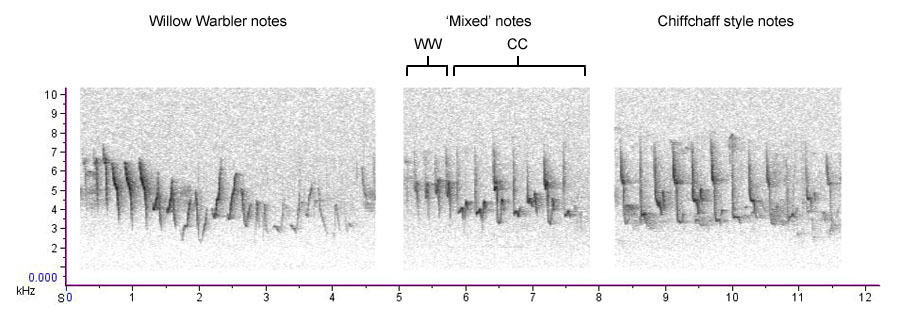 WW, mixed and CC-style phrases from Willow Warbler mixed singer