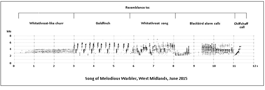 Sonogram of Melodious Warbler song