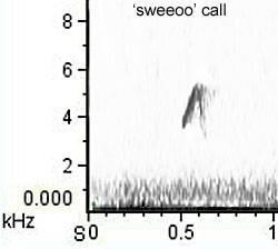 Chiffchaff: alternative 'sweeoo' call