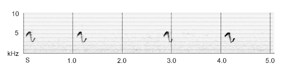 Chiffchaff variant call sonogram