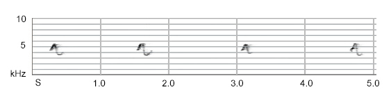 Chiffchaff call 'sweeoo' variant