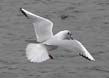 Black-headed Gull