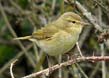 Common Chiffchaff