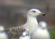 Great Black-backed Gull