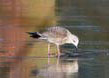 Herring Gull