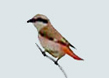 Turkestan Shrike