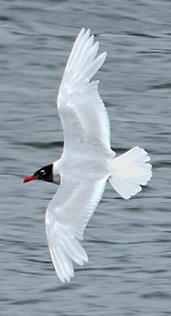 Mediterranean Gull