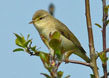 Willow Warbler