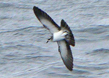 White-faced Storm-petrel