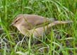 Siberian Chiffchaff