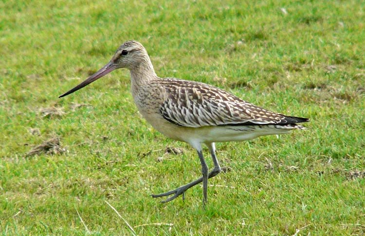 Bar-tailed Godwit, West Midlands, September 2011