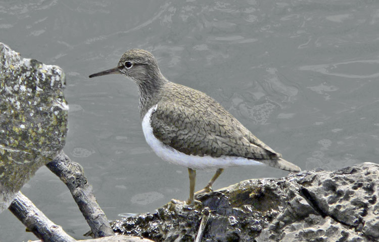 Common Sandpiper, Warks, April 2005