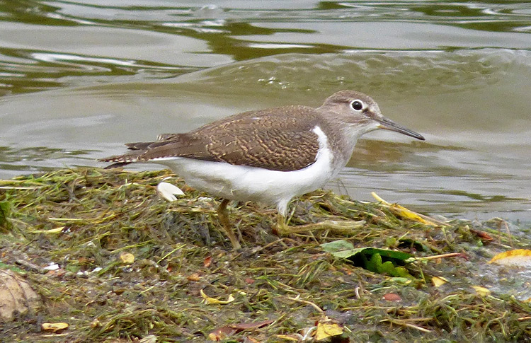 Common Sandpiper, juv, Warks, July 2016