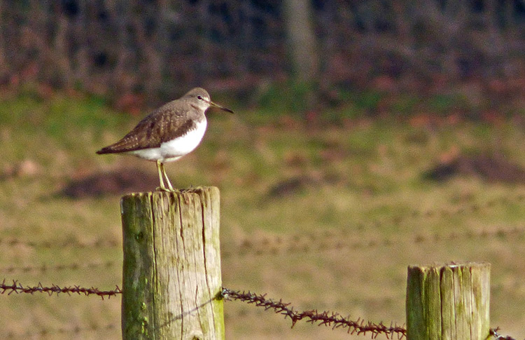 Green Sandpiper, West Midlands, Jan 2017