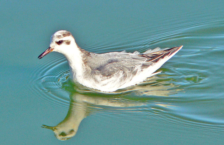 Grey Phalarope, Warks, October 2007