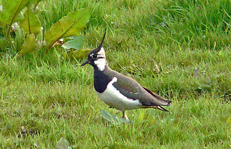 Lapwing, Warks, May 2010