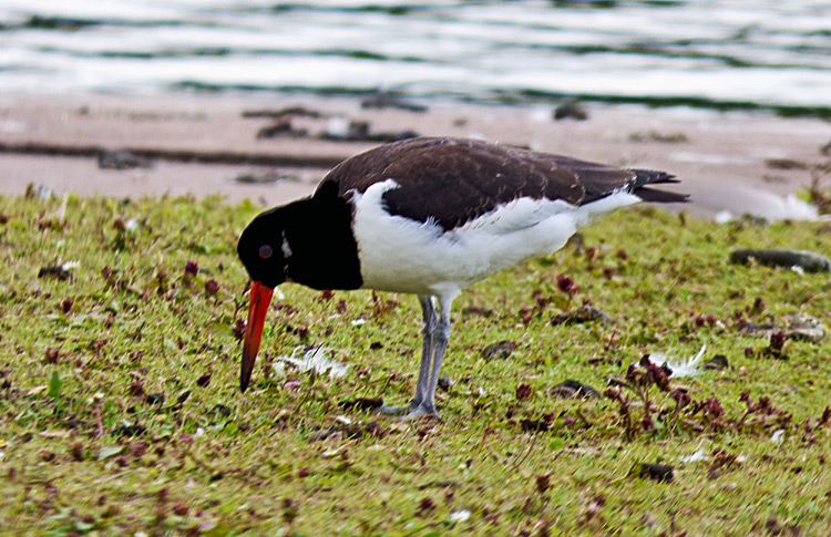 Oystercatcher, juv, Warks, July 2016