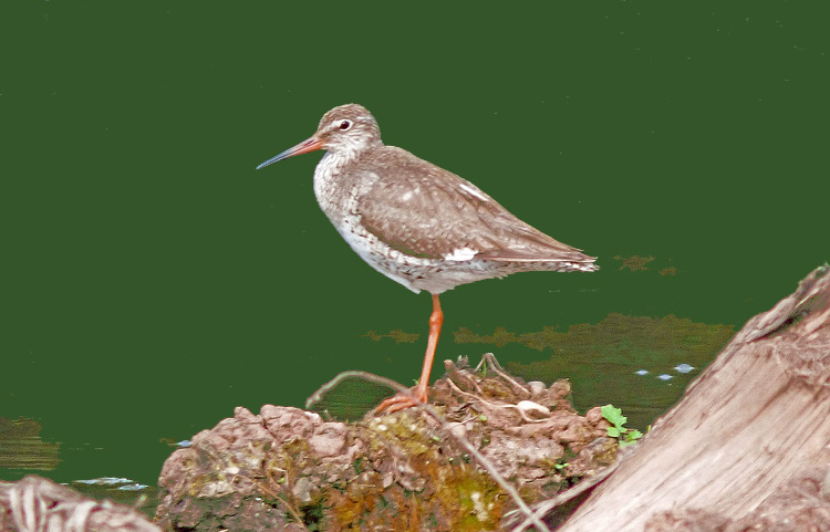 Redshank, Warks, June 2016