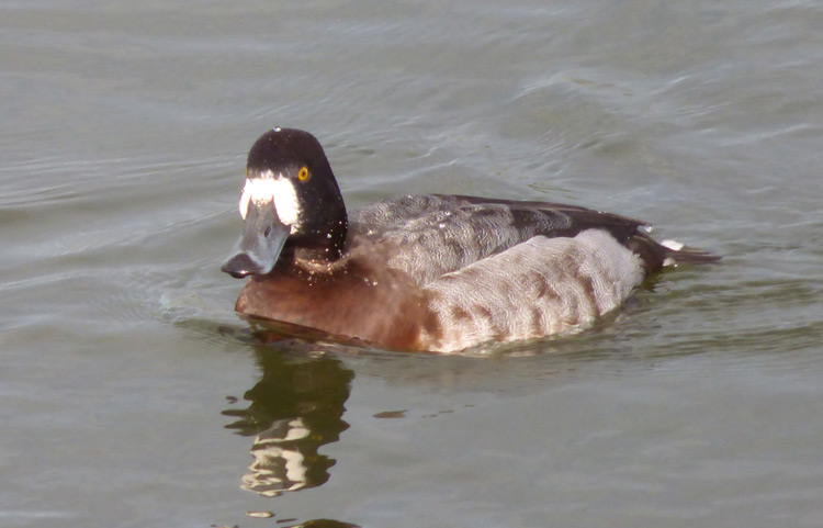 Aythya hybrid, Warks, Jan 2016