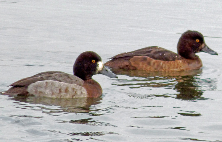 Aythya hybrid, Warks, Jan 2016