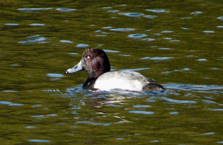 Aythya hybrid, Warks, November 2015