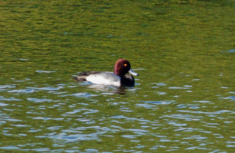 Aythya hybrid, Warks, November 2015