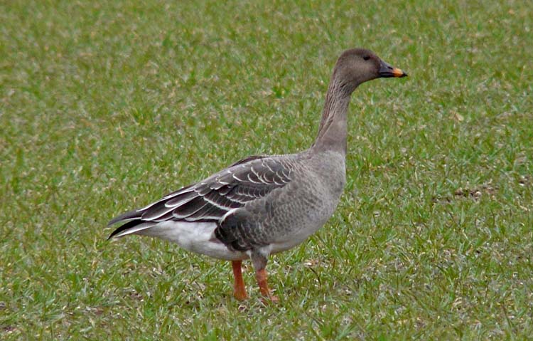 Tundra Bean Goose, Warks, February 2010