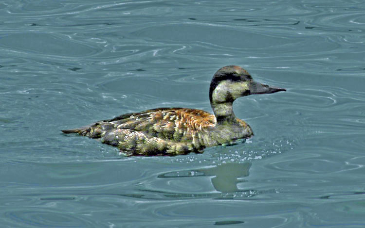 Common Scoter, West Midlands, August 2012