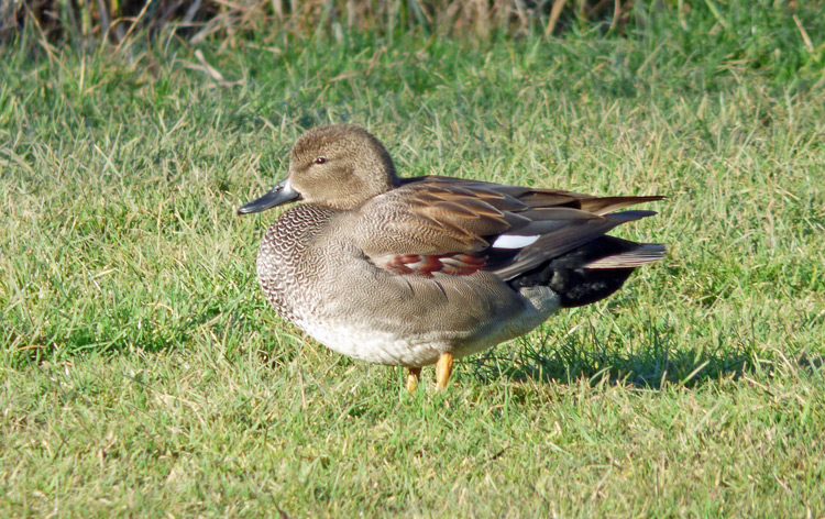 Gadwall, WMids, Feb 2015