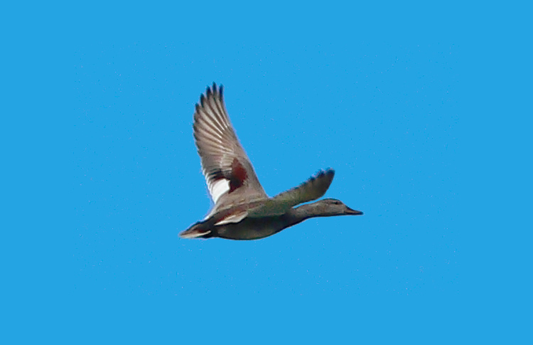 Gadwall, Warks, May 2007