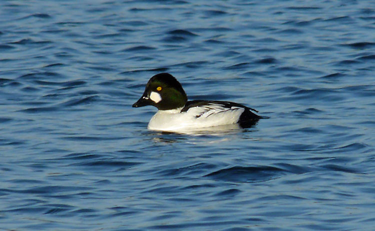 Goldeneye, Warks, December 2011