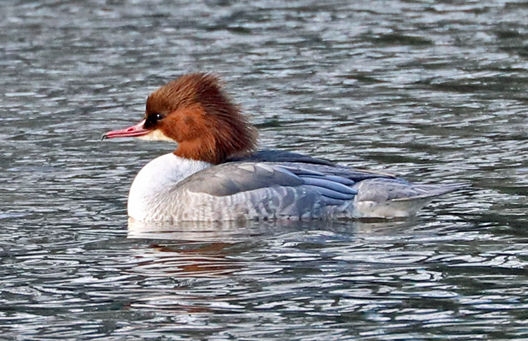 Goosander, WMids, January 2018