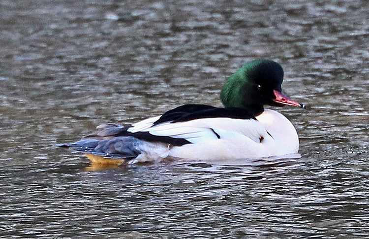 Goosander, WMids, January 2018