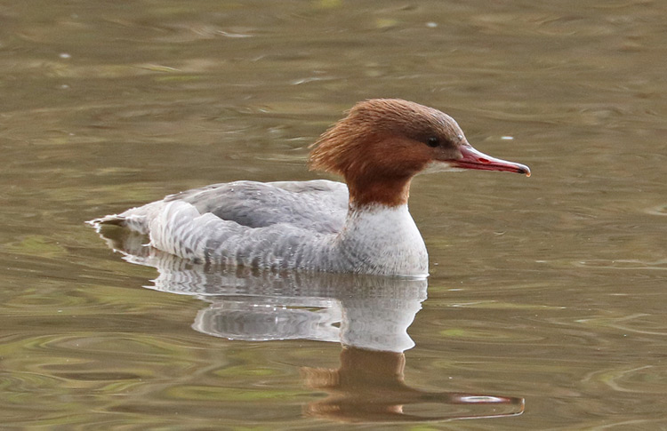 Goosander, WMids, March 2019