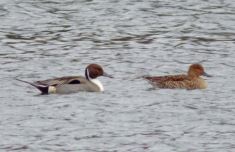 Pintails, WMids, Feb 2017