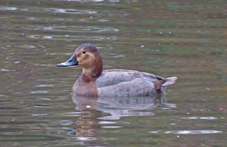 Pochard, F, WMids, Jan 2017