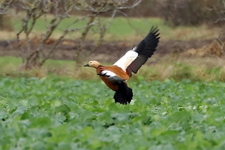 Ruddy Shelduck, Warks, November 2017