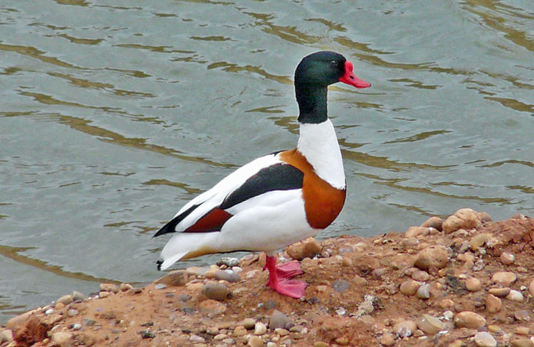 Shelduck, West Midlands, May 2009