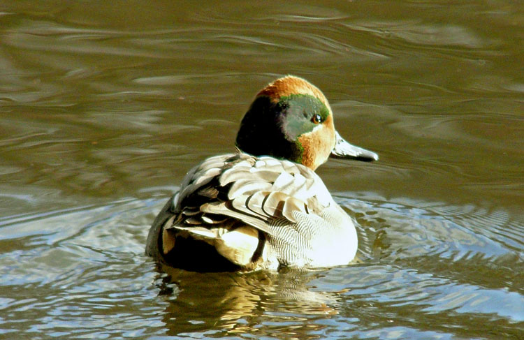 Teal, West Midlands, January 2011