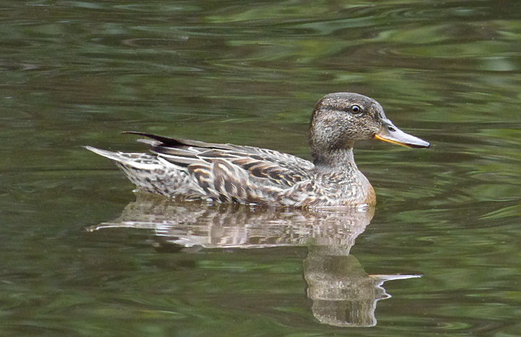 Teal, West Midlands, August 2022