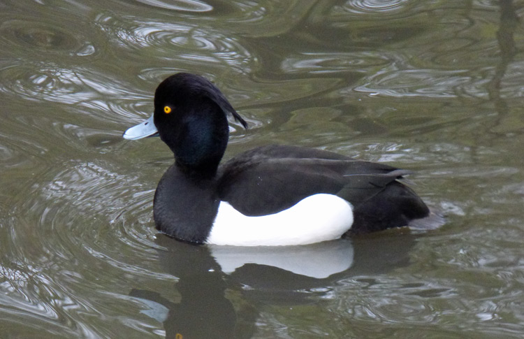 Tufted Duck, West Midlands, Jan 2017