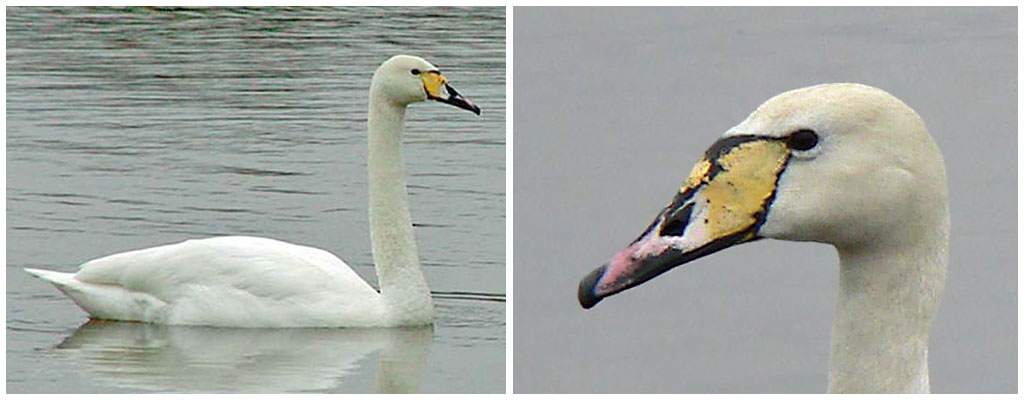 Whooper Swan x Mute Swan hybrid, Warks, June 2005