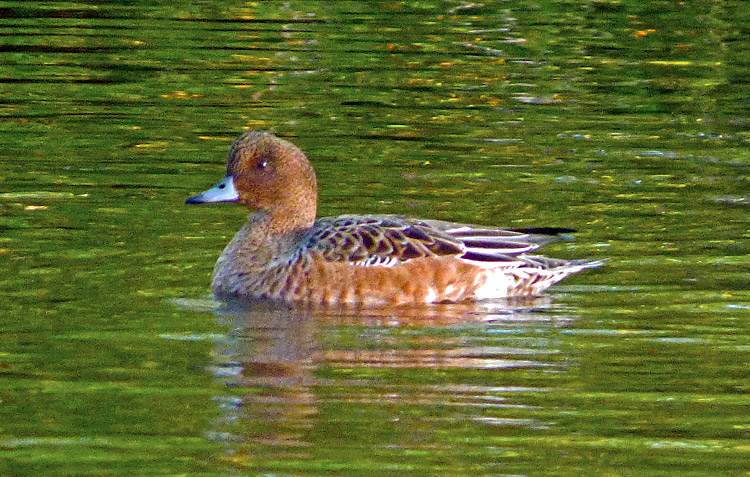 Wigeon, WMids, Oct 2015