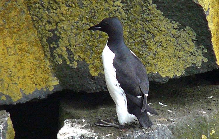 Brnnich's Guillemot, Alaska, July 2012