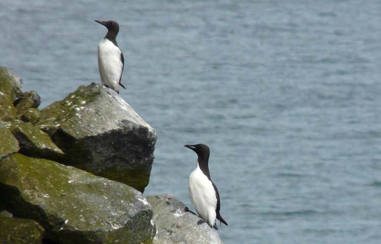 Brnnich's Guillemot with Common Guillemot, Alaska, July 2012