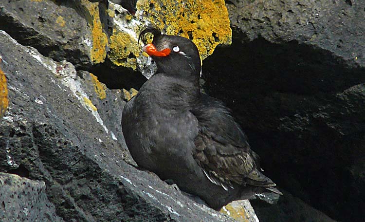 Crested Auklet, Alaska, July 2012