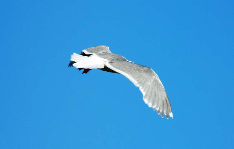 Glaucous-winged Gull, Alaska, June 2012