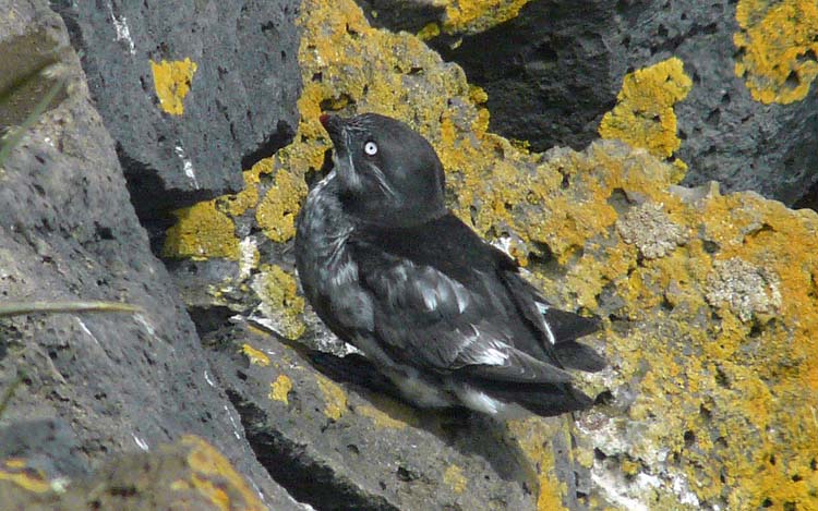 Least Auklet, Alaska, July 2012