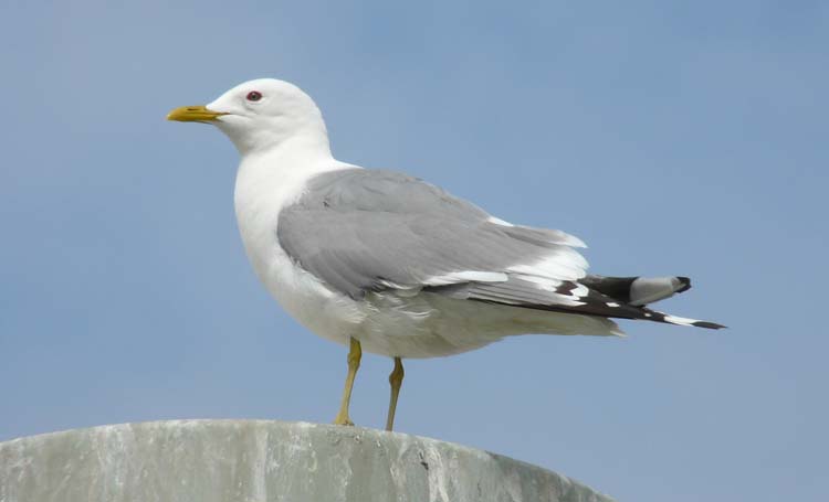 Mew Gull, Alaska, June 2012