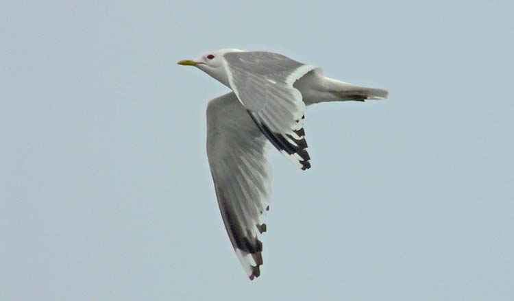 Mew Gull, Alaska, June 2012